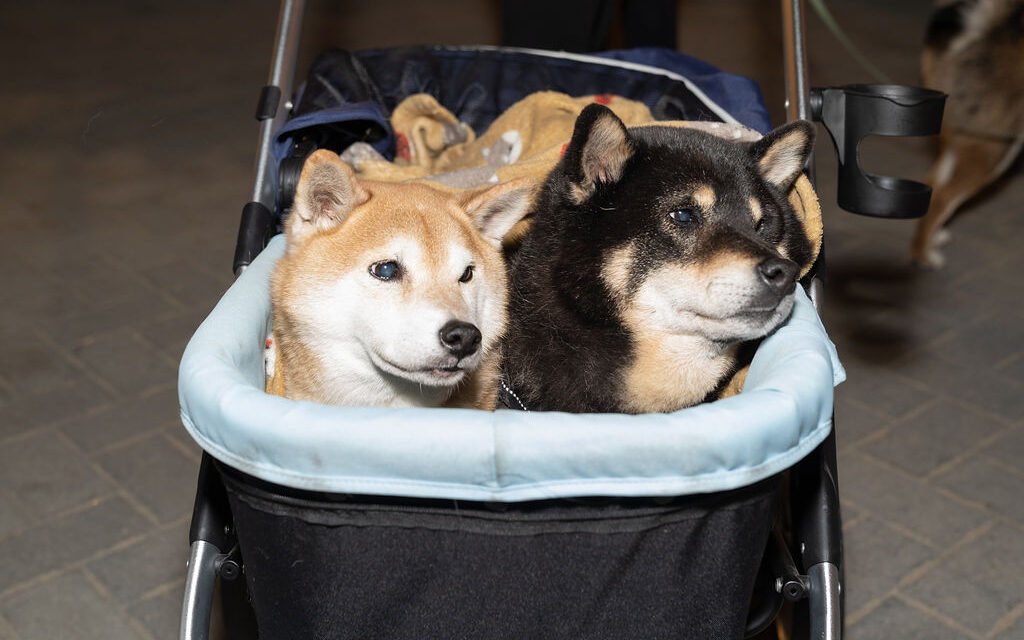 Copy of Offleash'd_43