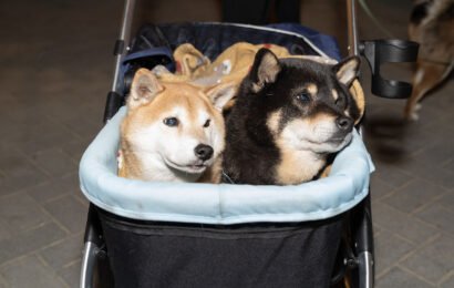 Copy of Offleash'd_43 Copy of Offleash'd_43