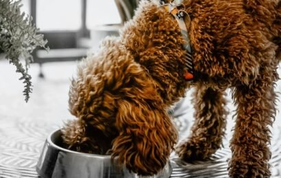 Dog eating (1) Dog eating (1)