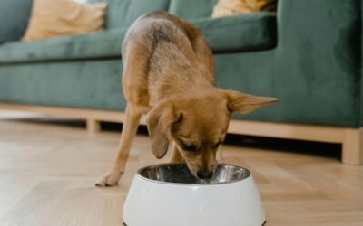 How to Choose the Right Ingredients for Your Furry Friend